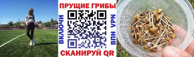 Псилоцибиновые грибы прущие грибы  Жуковка 